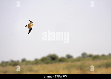 Australische Stiltia Pratincole (Isabella) im Flug über australische Landschaft. Stockfoto