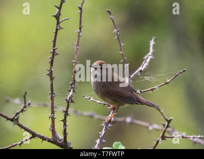 Baikal Bush Warbler (Locustella davidi) Stockfoto