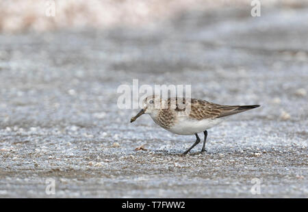 Nach Baird's Sandpiper (Calidris bairdii) im Herbst Migration in Argentinien. Stockfoto