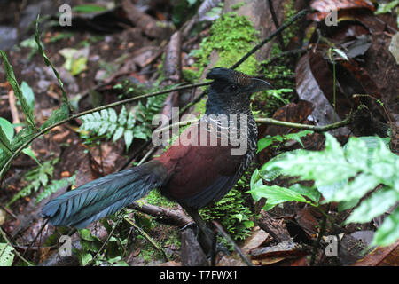 Gebänderte Boden Kuckuck (Neomorphus radiolosus) in einem subtropischen feuchten montane Choco Wald in Ecuador. Stockfoto