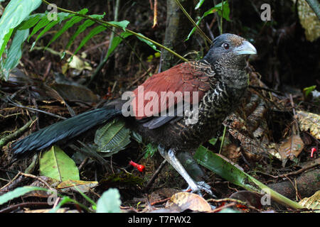 Gebänderte Boden Kuckuck (Neomorphus radiolosus) in einem subtropischen feuchten montane Choco Wald in Ecuador. Stockfoto