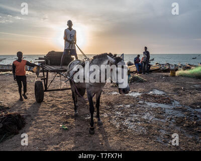 Nianing, Senegal - Januar 24, 2019: senegalesischen Junge reitet auf einem Wagen mit weißem Pferd am Strand, ein beliebtes Verkehrsmittel weg in Afrika Stockfoto