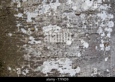 Baumrinde Textur von Fagus sylvatica oder Buche Stockfoto