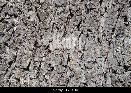 Pine Tree bark Textur mit schönen Muster Stockfoto