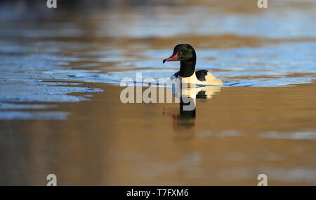 Gänsesäger, Mergus Merganser, männlichen Erwachsenen Schwimmen im See bei Nivå in Dänemark. Stockfoto