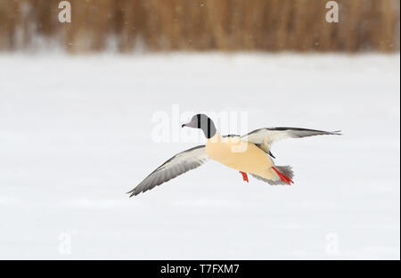 Gänsesäger, Mergus Merganser, erwachsenen männlichen Landung im Winter Einstellung in Gentofte Sø, Dänemark Stockfoto