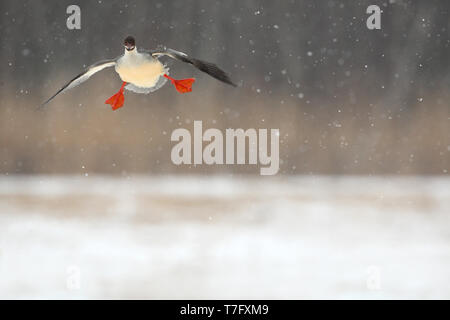 Gänsesäger, Mergus Merganser, erwachsene Frau Landung im Winter Einstellung in Gentofte Sø, Dänemark Stockfoto