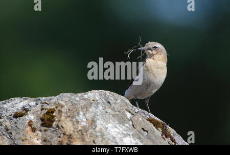 Northern Steinschmätzer, Oenanthe oenanthe, erwachsene Frau Gebäude nest Uppland, Schweden Stockfoto