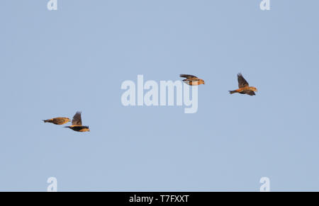 Vier Parrot Fichtenkreuzschnabel (Loxia pytyopsittacus) im Flug in Melby in Dänemark. Stockfoto