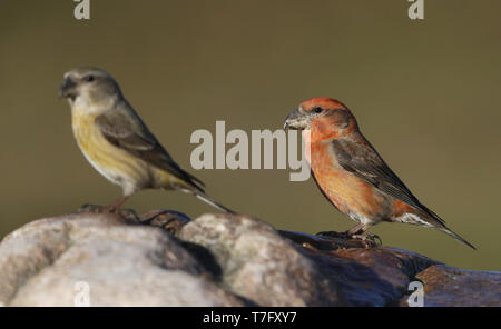 Parrot Gegenwechsel, Loxia pytyopsittacus, männlich und weiblich in Asserbo, Dänemark Stockfoto