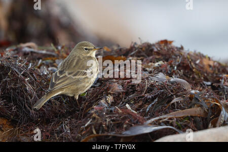 Rock Pieper (Anthus petrosus litturalis) stehen an der Küste mit Algen in Helsingør in Dänemark. Stockfoto