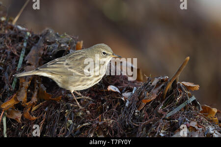 Rock Pieper (Anthus petrosus litturalis) stehen an der Küste mit Algen in Helsingør in Dänemark. Stockfoto