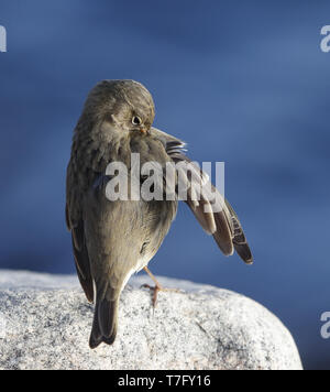 Rock Pieper, Anthus petrosus littoralis, Helsingør, Dänemark putzen Stockfoto