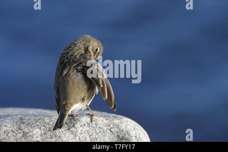 Rock Pieper (Anthus petrosus littoralis), Helsingør, Dänemark putzen Stockfoto