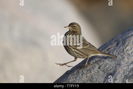 Rock Pieper (Anthus petrosus litturalis) stehen am Ufer in Helsingør in Dänemark. Zu Fuß die Felsen. Stockfoto