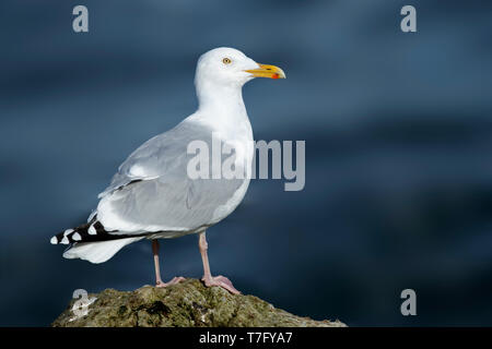 Nach amerikanischen Silbermöwe (Larus smithsonianus) steht auf einem Felsen am Rande des Meeres. Ocean Co., N.J. März 2017 Stockfoto