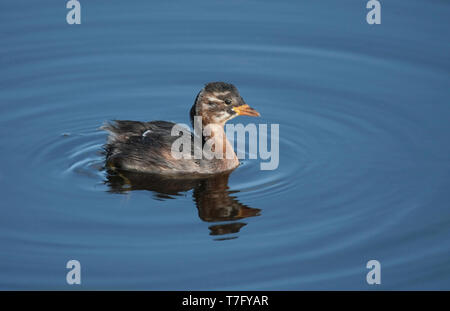 Zwergtaucher (Tachybaptus ruficollis) Juvenile, Schwimmen, von der Seite gesehen. Stockfoto