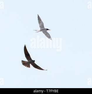 Im zweiten Jahr Eurasische hobby (Falco subbuteo) im Flug jagen Flussseeschwalbe Stockfoto