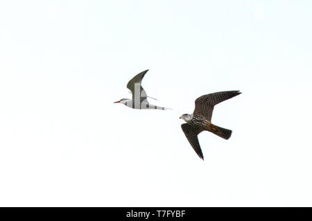 Im zweiten Jahr Eurasische hobby (Falco subbuteo) im Flug jagen Flussseeschwalbe Stockfoto