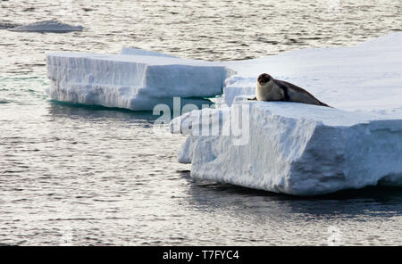 Mützenrobbe (Cystophora cristata) Welpe liegend auf einer treibenden Packeis in die arctics. Endemisch auf te arktischen Meeren des nördlichen Atlantik. Stockfoto