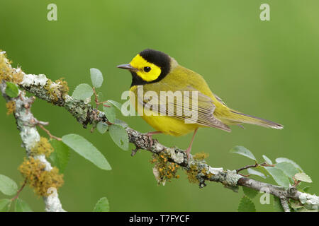 Erwachsene männliche Hooded Warbler vor grünem Hintergrund. Galveston Co., Texas. Stockfoto