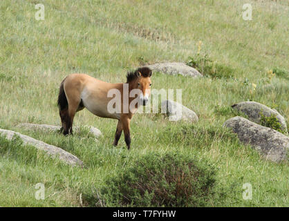 Przewalski's horse (Equus przewalskii) in Khustain Nuruu National Park, der Mongolei. Einmal in der Wildnis ausgestorben, jetzt wieder eingeführt. Stockfoto