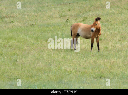 Przewalski's horse (Equus przewalskii) in Khustain Nuruu National Park, der Mongolei. Einmal in der Wildnis ausgestorben, jetzt wieder eingeführt. Stockfoto