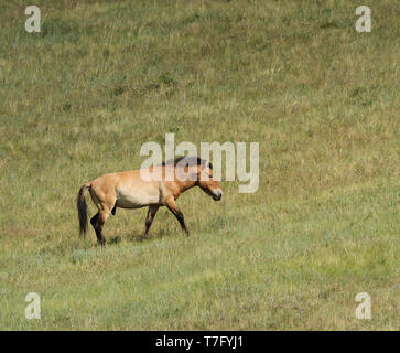 Przewalski's horse (Equus przewalskii) in Khustain Nuruu National Park, der Mongolei. Einmal in der Wildnis ausgestorben, jetzt wieder eingeführt. Stockfoto