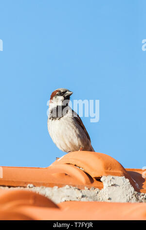 Erwachsene Männchen Haussperling (Passer domesticus) auf Lesbos, Griechenland. Auf einer griechischen Dach thront. Stockfoto