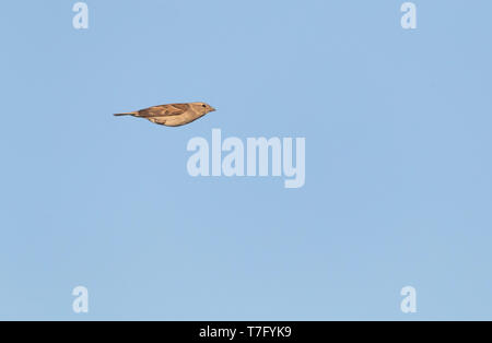 Weibliche Haussperling (Passer domesticus) im Flug in Spanien. Mit eingeklappten Flügeln. Stockfoto