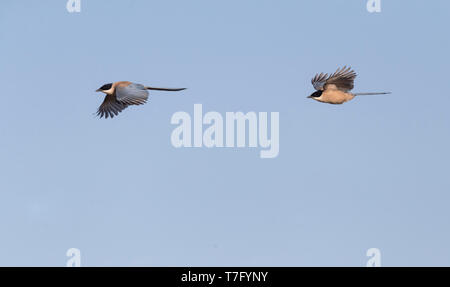 Zwei iberischen Magpie's (Cyanopica cooki) im Flug, eine Spezies von der Iberischen Halbinsel und das leben in Familiengruppen. Stockfoto