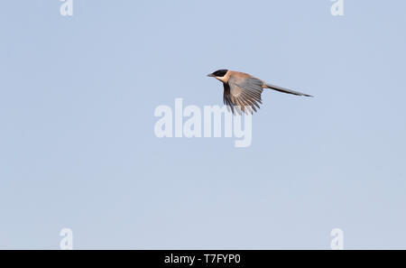 Flying iberischen Magpie (Cyanopica cooki), eine Spezies von der Iberischen Halbinsel und das leben in Familiengruppen. Stockfoto