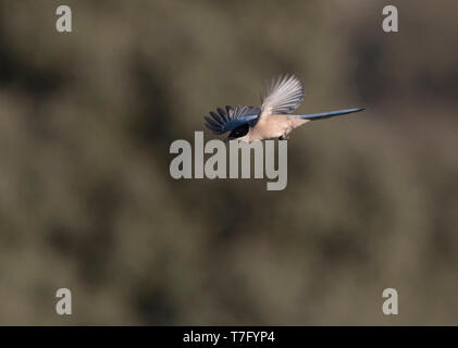 Iberischen Magpie (Cyanopica cooki), eine Spezies von der Iberischen Halbinsel und das leben in Familiengruppen. Stockfoto