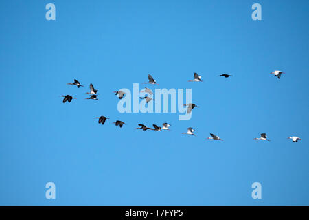 Gruppe von Weiße Ibisse (Eudocimus albus) und glänzende Ibisse (Plegadis falcinellus) im Flug über Lake Apopka, Florida Stockfoto