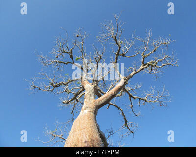 Riesige Baobab Baum in Stacheligen Wald, Ifaty, Westküste von Madagaskar. Stockfoto