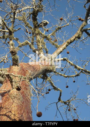 Riesige Baobab Baum in Stacheligen Wald, Ifaty, Westküste von Madagaskar. Stockfoto