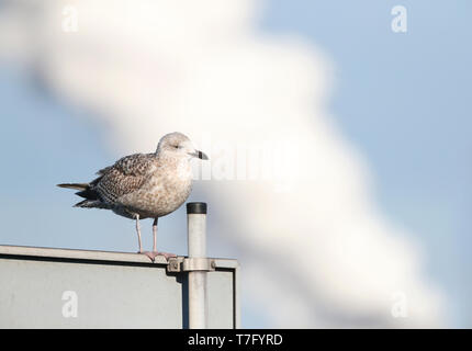 Im ersten Winter europäischen Silbermöwe (Larus argentatus) überwintern in IJmuiden in den Niederlanden. Das Stehen auf einem Schild mit Rauch von Hoogovens Faktor Stockfoto