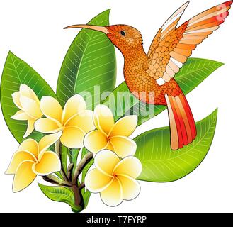 Kleine Kolibri mit Hibiskus Blumen. Exotischen tropischen colibri Tier Symbol Stock Vektor