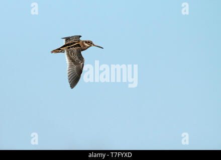 Jack Snipe (Lymnocryptes minimus) im Flug, von der Seite gesehen und upperwing. Stockfoto