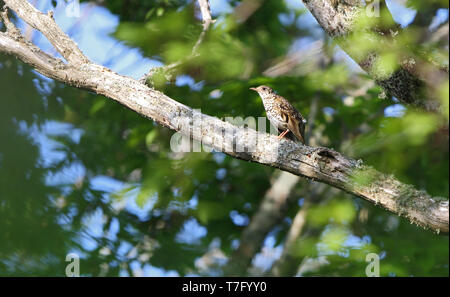 Von Erwachsenen weiß Thrush (Zoothera aurea) auf eine Niederlassung in Hokkaido, Japan thront. Stockfoto