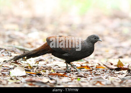 Berg Pfau-Fasan (polyplectron Inopinatum), eine mittlere endemisch Fasan von montane Wälder der zentralen Malaiische Halbinsel, Malaysia. Stockfoto