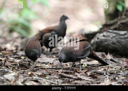 Berg Pfau-Fasan (polyplectron Inopinatum), eine mittlere endemisch Fasan von montane Wälder der zentralen Malaiische Halbinsel, Malaysia. Stockfoto