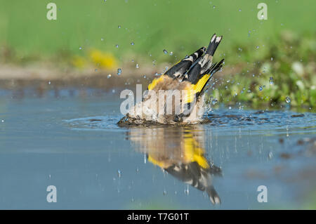 Unreife Europäische Stieglitz, Onvolwassen Putter Stockfoto
