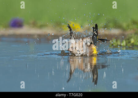 Unreife Europäische Stieglitz, Onvolwassen Putter Stockfoto