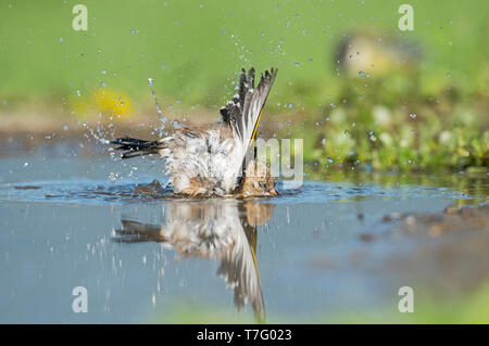 Unreife Europäische Stieglitz, Onvolwassen Putter Stockfoto