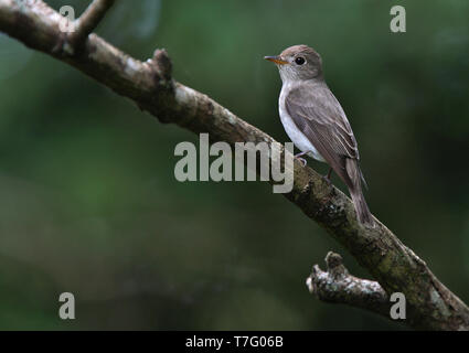 Asiatische Braun Schopftyrann (Muscicapa dauurica) auf einem Zweig in einem asiatischen Wald thront. Stockfoto