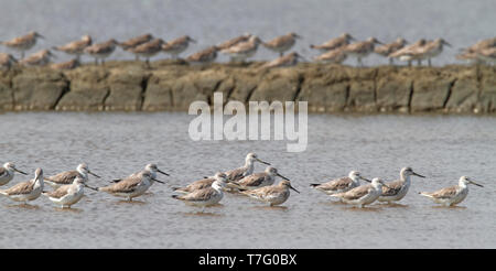 Nordmann Greenshanks Überwinterung auf den Salinen in der Nähe des Golf von Thailand. Stockfoto