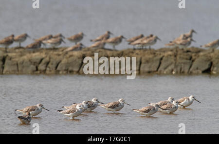 Nordmann Greenshanks Überwinterung auf den Salinen in der Nähe des Golf von Thailand. Stockfoto