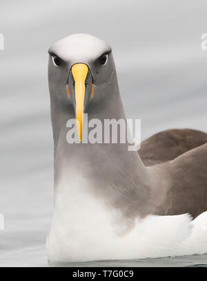 Northern Buller der Albatross (Thalassarche platei bulleri), auch als Pacific Albatross bekannt, Schwimmen von Mangere Insel, Chatham Islands, Neuseeland Stockfoto