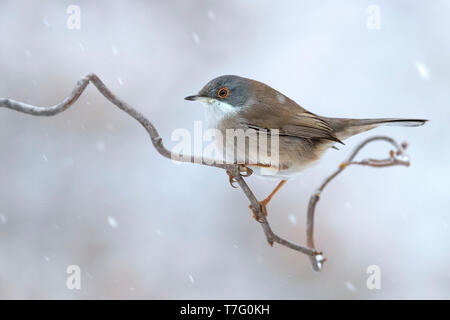 Weibliche sardische Warbler Stockfoto